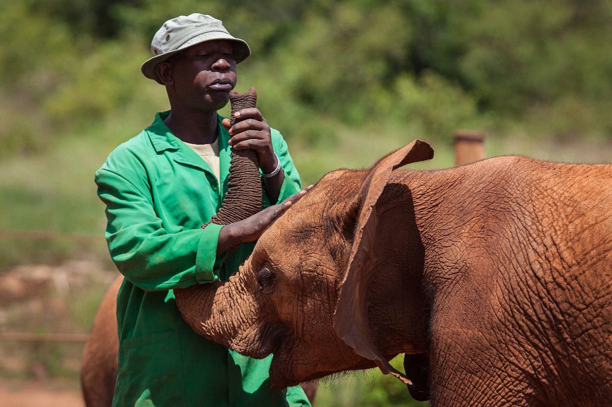 Custode che abbraccia un cucciolo di elefante, un momento di cura tenera all'orfanotrofio per elefanti