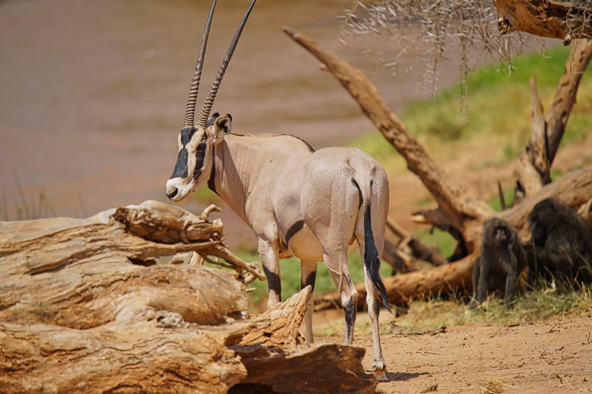 Oryx slanciato con lunghe corna dritte, in piedi sulla riva di un fiume tra le secche foreste del Kenya