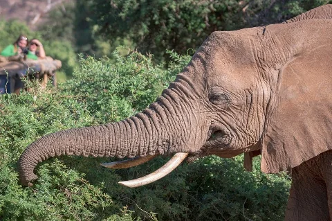 Primo piano di un elefante che si nutre di arbusti, con i visitatori del safari sfocati sullo sfondo