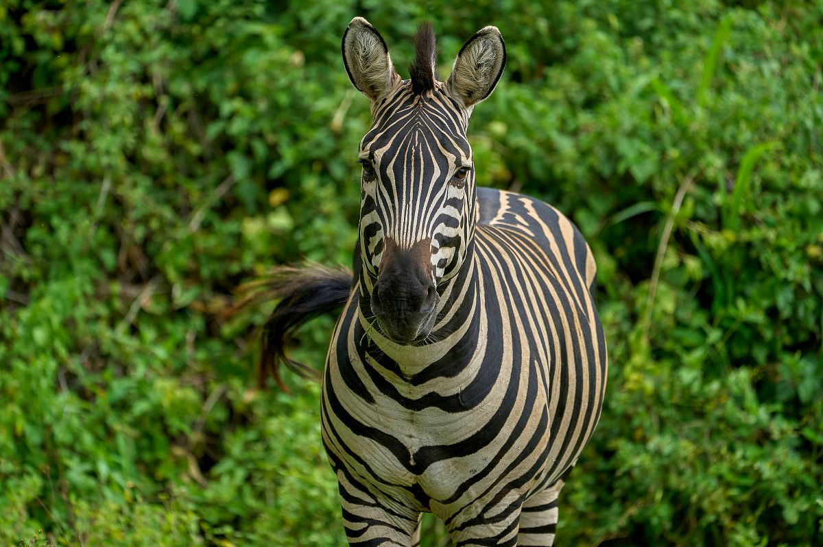 Close-up of a plains zebra facing the camera, bold black-and-white stripes against lush green foliage on the 4-Day Solio, Aberdare & Ol Pejeta safari