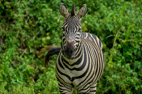 Close-up of a plains zebra facing the camera, bold black-and-white stripes against lush green foliage on the 4-Day Solio, Aberdare & Ol Pejeta safari