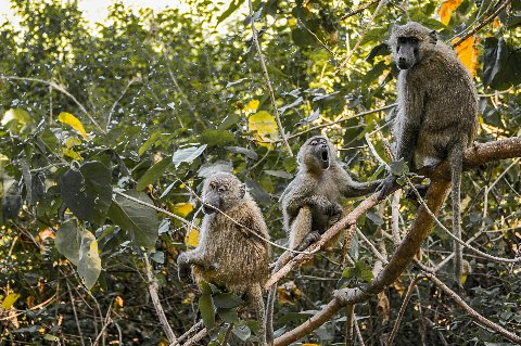 Three olive baboons perched on branches in a leafy Kenyan forest, one calling — wildlife scene from the 4-Day Solio, Aberdare & Ol Pejeta Rhino Safari from Nairobi