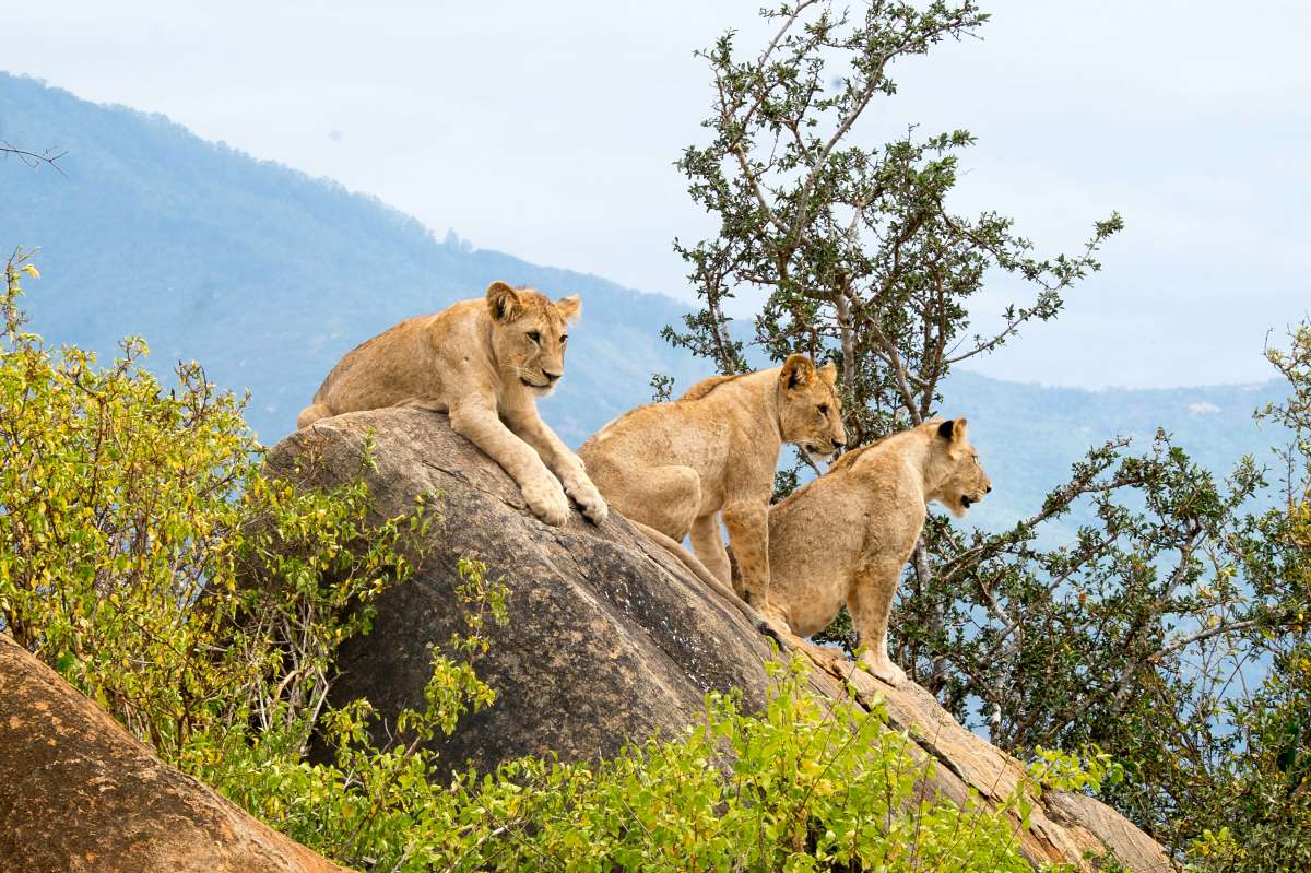3-Day Tsavo East Safari from Malindi