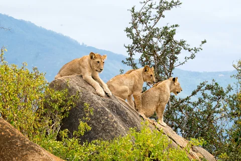 3-Day Tsavo East Safari from Malindi