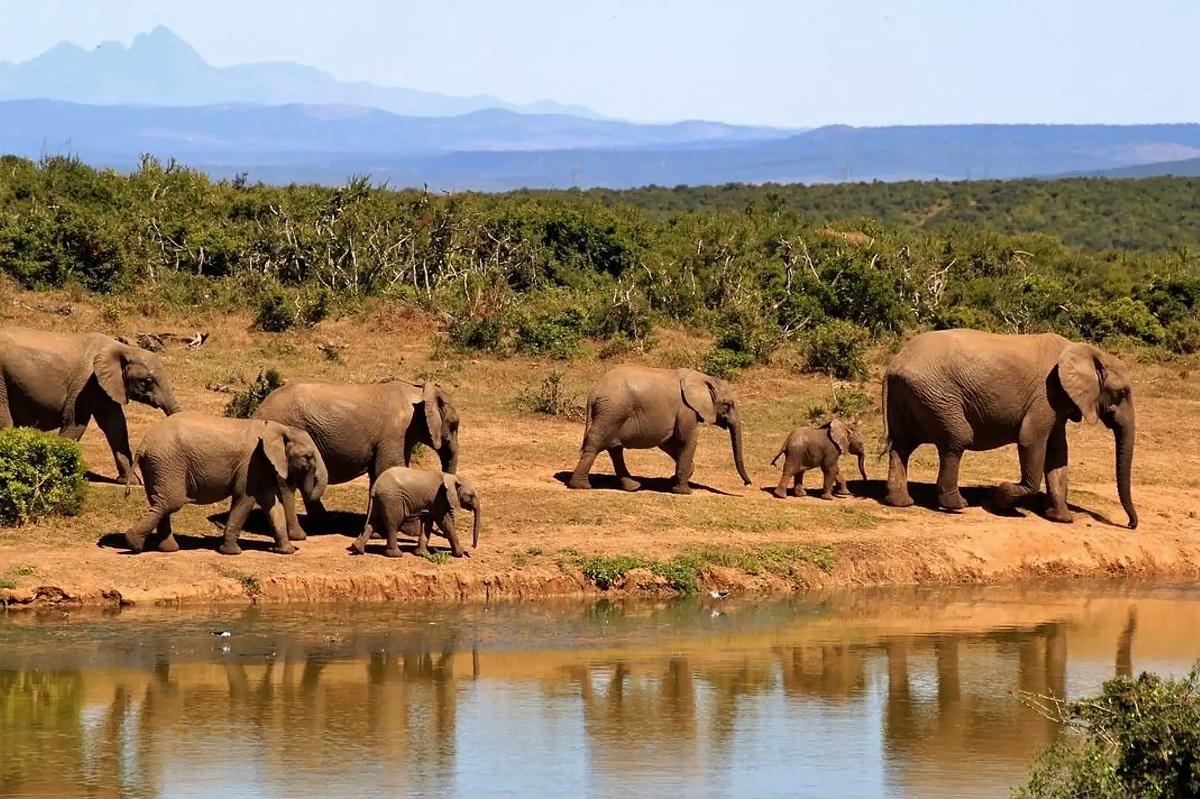Branco di elefanti che cammina lungo un abbeveratoio con riflessi — fauna classica del safari di Tsavo Est e Ovest