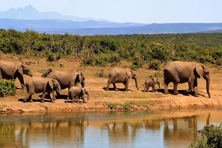 Branco di elefanti che cammina lungo un abbeveratoio con riflessi — fauna classica del safari di Tsavo Est e Ovest