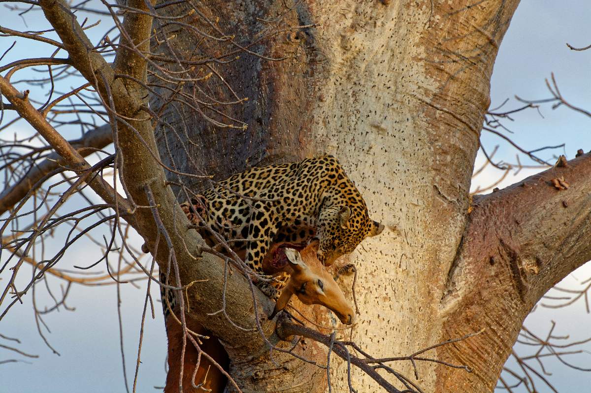 5-Day Samburu, Solio & Ol Pejeta Rhino Safari from Nairobi