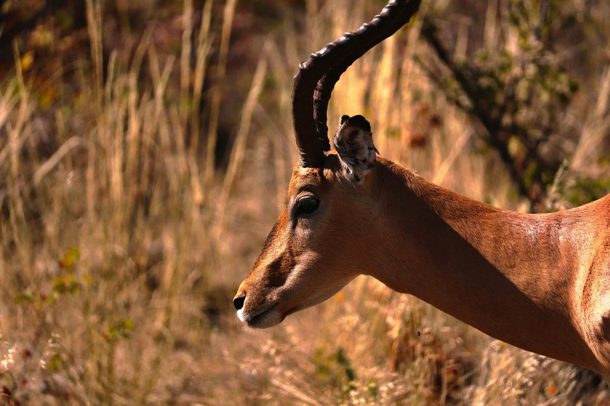 Profile of an antelope with a curved horn framed by golden dry grass at dusk