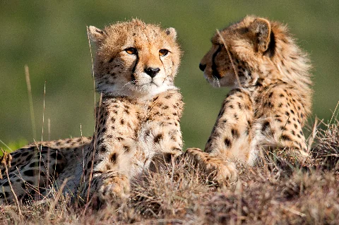 Due impala che incrociano le corna in un incontro ravvicinato, con corna sottili e mantelli rossastri ben visibili
