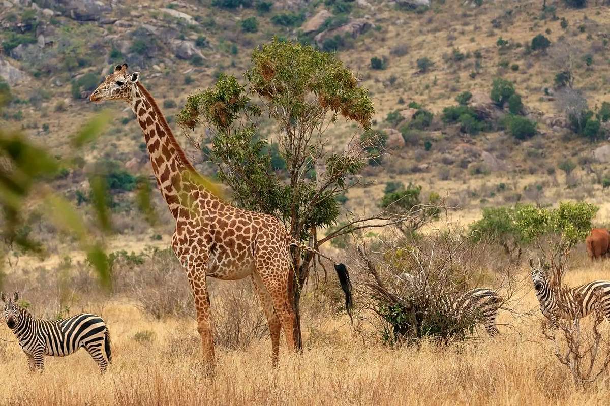 Giraffa che si nutre di un'acacia mentre zebre pascolano nelle vicinanze nel paesaggio arido di Tsavo.