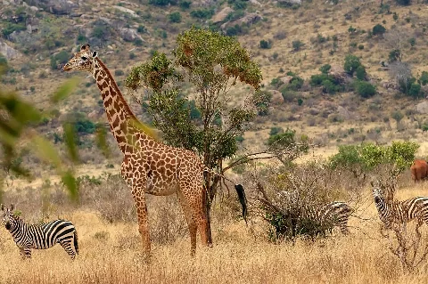 Giraffa che si nutre di un'acacia mentre zebre pascolano nelle vicinanze nel paesaggio arido di Tsavo.