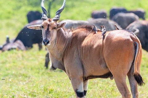 Antilope eland con oxpeckers posati sul suo dorso nelle verdi praterie