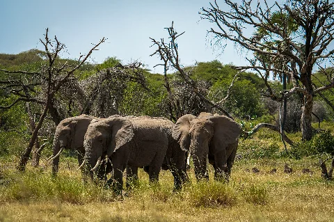 Elephant herd grazing beneath twisted trees in a sunlit Kenyan savanna — Ol Pejeta and Aberdare scene from a 4-day safari.