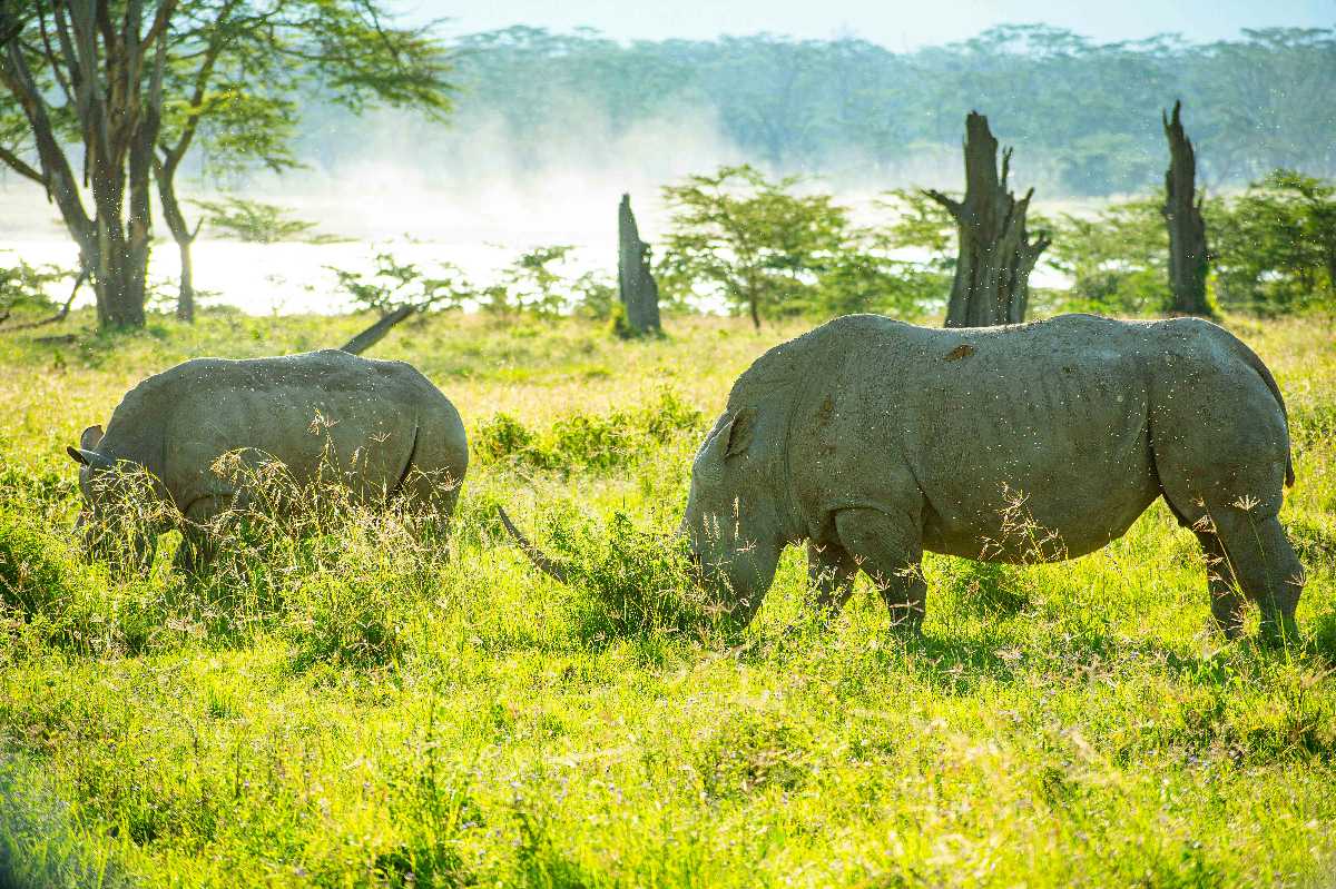 Two rhinos grazing in bright grassy savanna by a misty waterhole and acacia trees — 5-Day Samburu, Solio & Ol Pejeta Rhino Safari from Nairobi