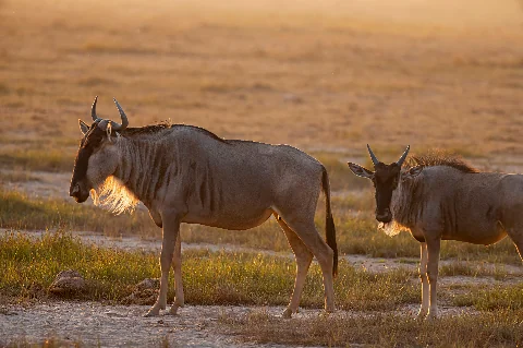 Gnu che cammina attraverso una pianura illuminata dal sole al crepuscolo, avvolto in un caldo controluce