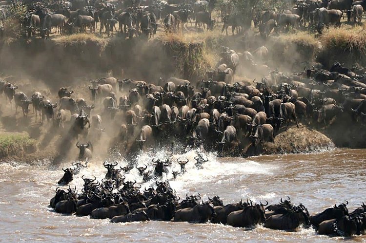 Gnu che rombano attraverso il fiume Mara in una drammatica traversata fluviale della Grande Migrazione