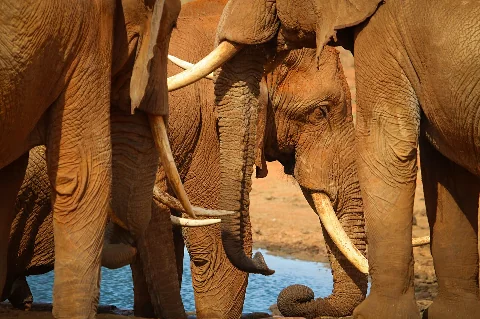 Primo piano di zanne e proboscidi di elefanti coperte di polvere rossa che bevono in una pozza d'acqua a Tsavo