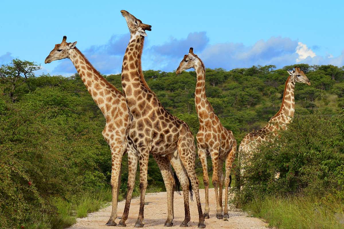 Grupo de girafas se alimentando de acácias sob um céu azul claro na savana do Maasai Mara