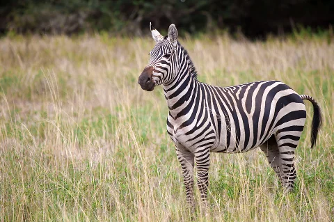 Zebra in piedi tra l'erba alta, con le sue incisive strisce bianche e nere visibili di profilo