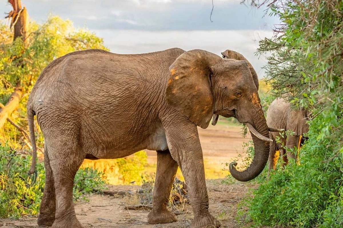 Elefante che bruca fra densi cespugli verdi nell'ora dorata a Samburu, parte del safari faunistico Aberdare & Samburu
