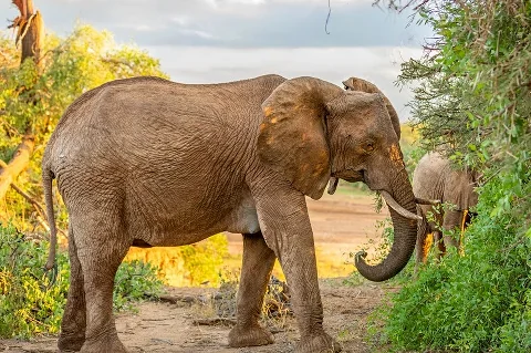 Elefante che bruca fra densi cespugli verdi nell'ora dorata a Samburu, parte del safari faunistico Aberdare & Samburu
