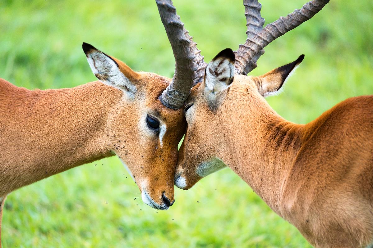 Più giraffe che camminano lungo una pista polverosa tra cespugli verdi nella Mara, con i loro lunghi colli ben visibili.