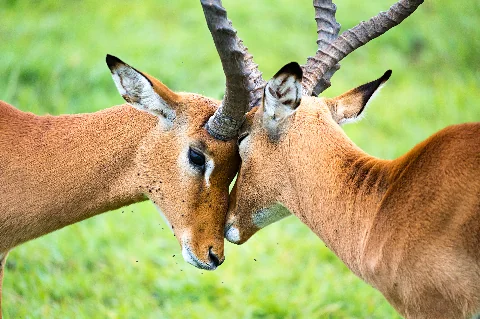 Più giraffe che camminano lungo una pista polverosa tra cespugli verdi nella Mara, con i loro lunghi colli ben visibili.