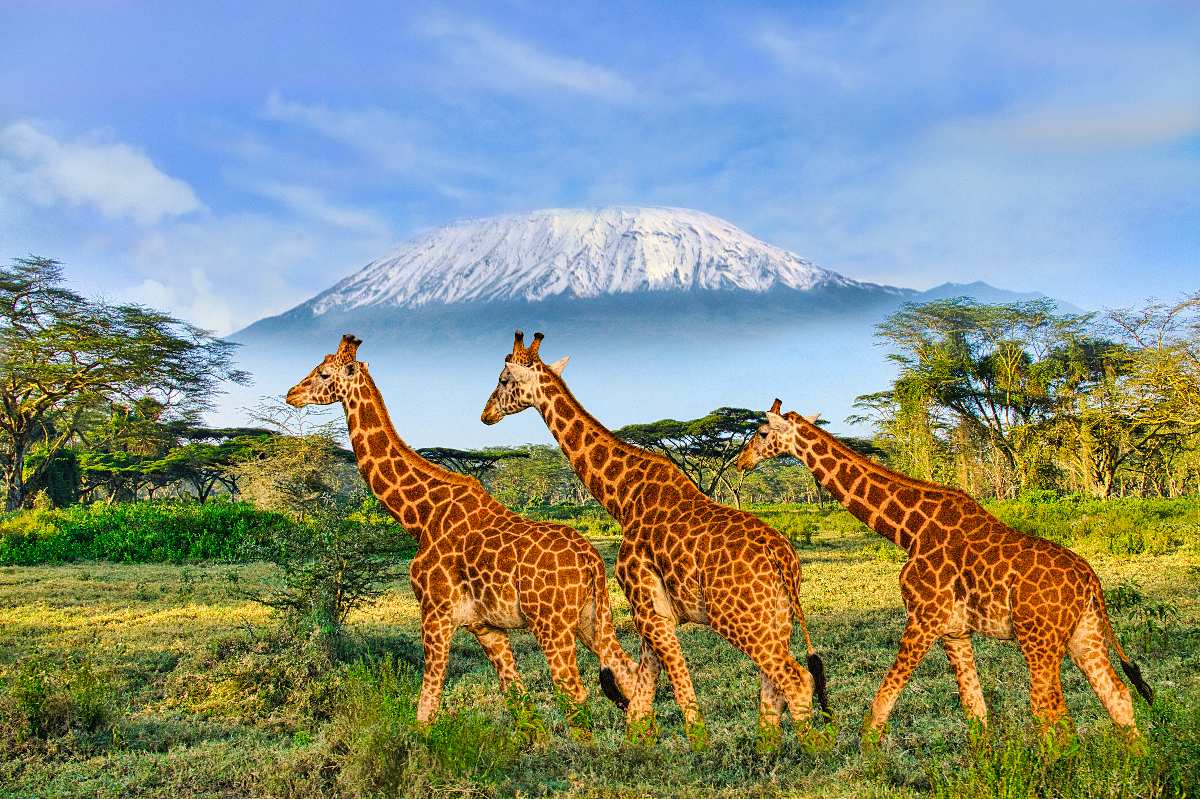Tre giraffe che camminano tra le acacie di Amboseli, con la cima innevata del Monte Kilimanjaro che si erge alle loro spalle