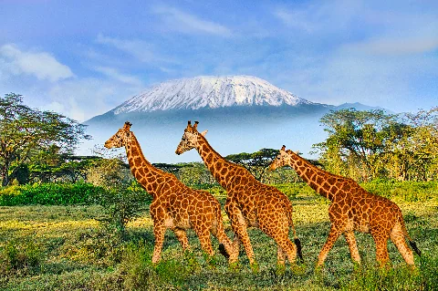 Tre giraffe che camminano tra le acacie di Amboseli, con la cima innevata del Monte Kilimanjaro che si erge alle loro spalle