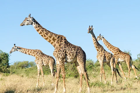 Un piccolo branco di giraffe che attraversa una savana illuminata dal sole sotto un cielo azzurro e limpido