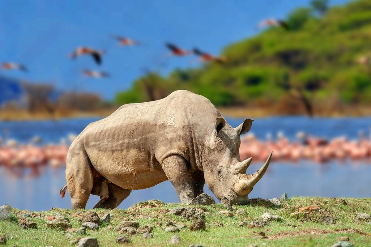 Rinoceronte bianco che pascola su una riva del Lago Nakuru punteggiata di fenicotteri, una delle attrazioni principali del safari overland di 4 giorni Maasai Mara & Lake Nakuru