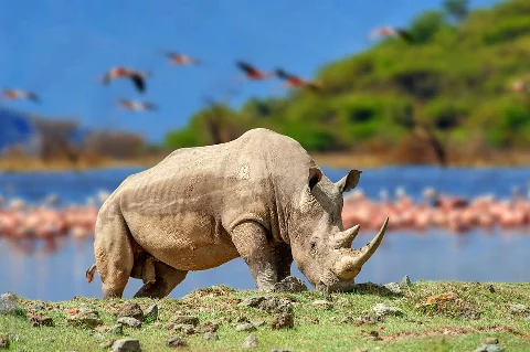 Rinoceronte bianco che pascola su una riva del Lago Nakuru punteggiata di fenicotteri, una delle attrazioni principali del safari overland di 4 giorni Maasai Mara & Lake Nakuru