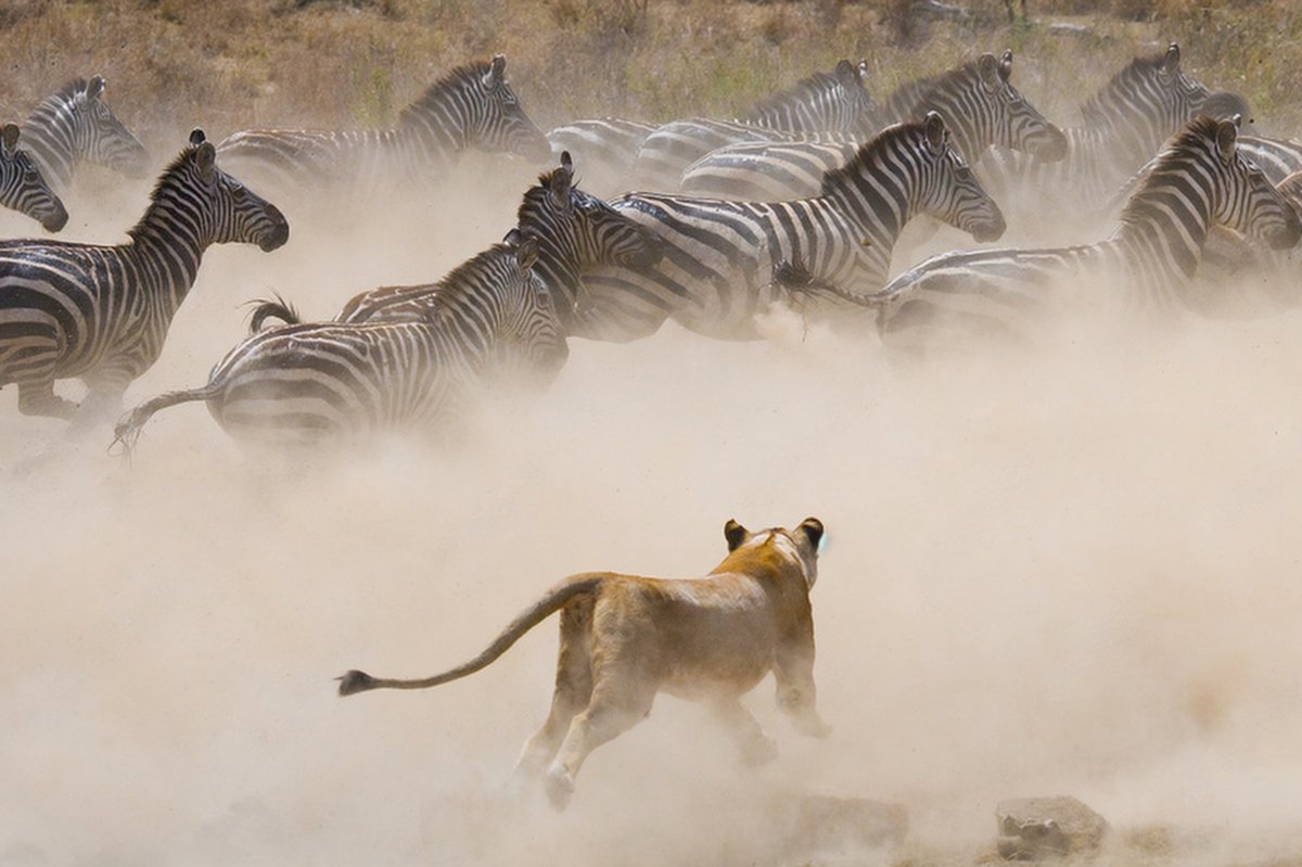 Leonessa che si lancia in una nube di polvere mentre un branco di zebre attraversa di corsa le pianure del Maasai Mara