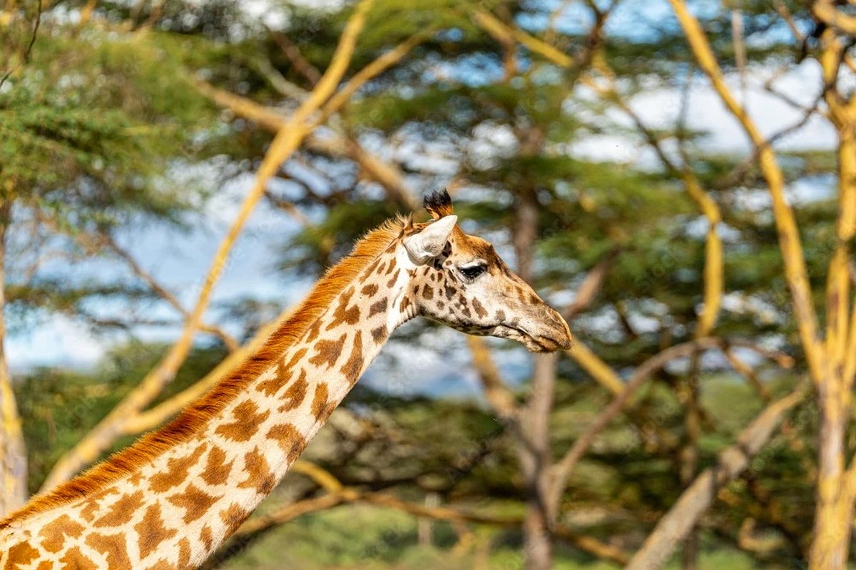 Profilo di una giraffa reticolata tra gli alberi di acacia, panorama del Maasai Mara dal safari di 5 giorni 'Great Rift Valley Escape'