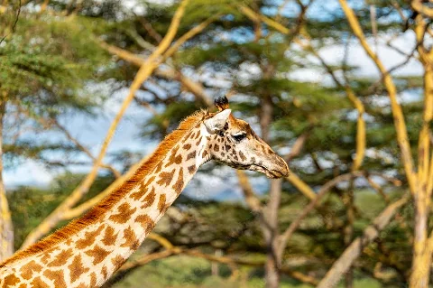 Profilo di una giraffa reticolata tra gli alberi di acacia, panorama del Maasai Mara dal safari di 5 giorni 'Great Rift Valley Escape'