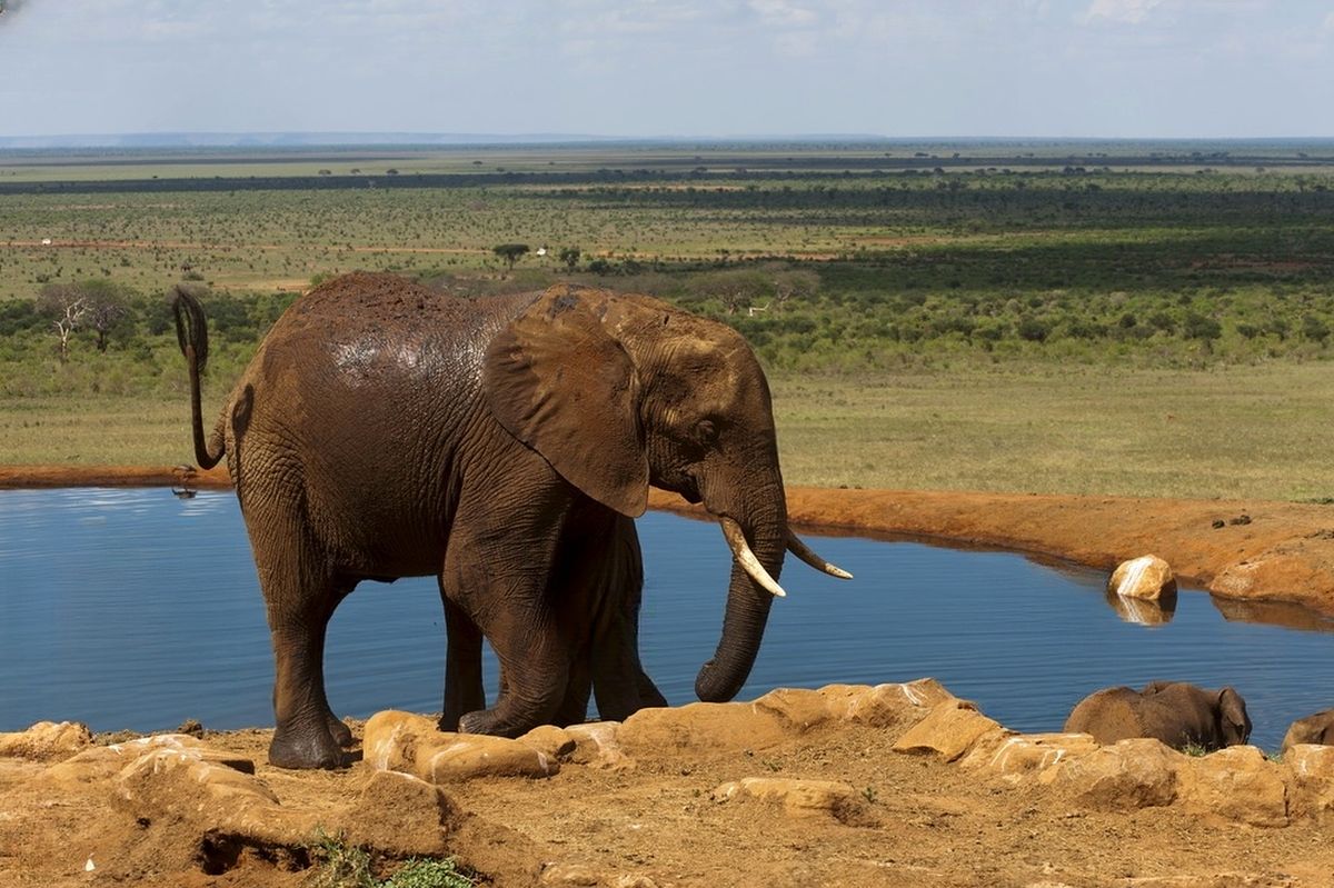 Elefante che beve in un punto d'acqua, con una vasta distesa di savana sullo sfondo