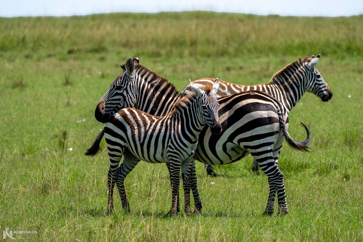Tres cebras juntas en la sabana verde del Parque Nacional Amboseli — Safari de 2 días al Parque Nacional Amboseli desde Nairobi