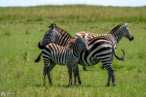 Tres cebras juntas en la sabana verde del Parque Nacional Amboseli — Safari de 2 días al Parque Nacional Amboseli desde Nairobi