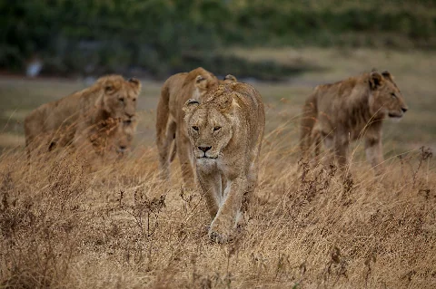Lioness leading a small pride through golden dry grass on the savanna — scene from the 5-Day Samburu, Solio & Ol Pejeta Rhino Safari.