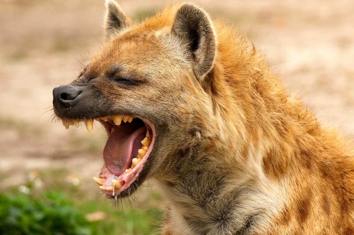 Primo piano di un'iena maculata che sbadiglia, denti e pelliccia dorata visibili durante un safari naturalistico in Kenya