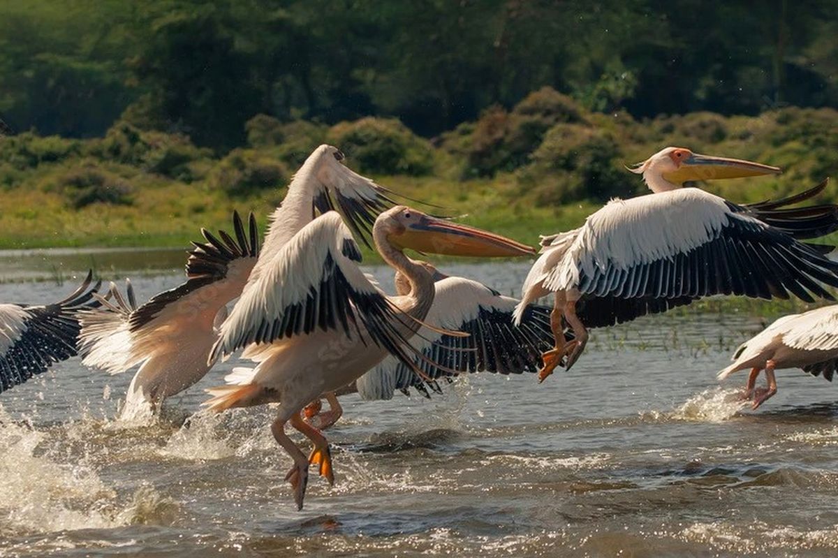 Grandi pellicani bianchi che corrono e prendono il volo da un lago poco profondo, schizzando acqua