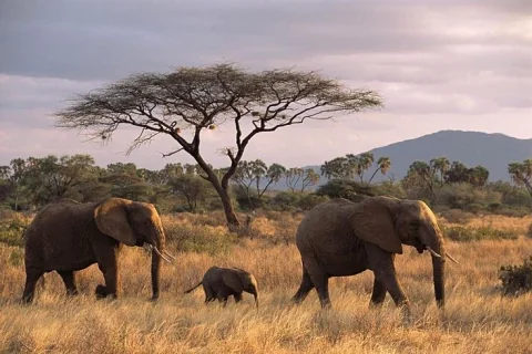 Herd of elephants with a calf walking beneath an acacia tree — Aberdare National Park Forest Safari from Nairobi