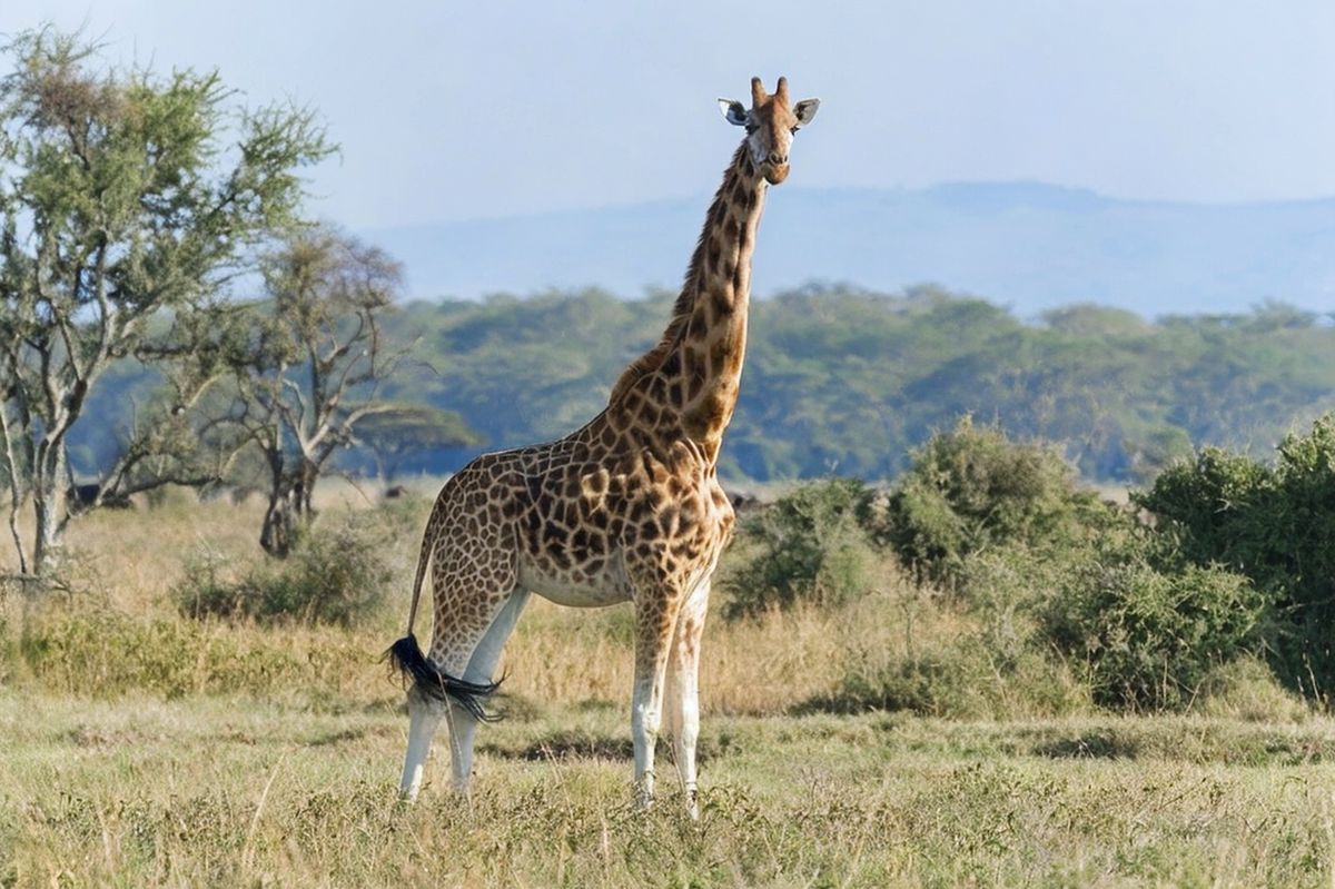 Giraffa in piedi nella dorata savana del Maasai Mara con alberi di acacia e colline in lontananza — Safari overland di 4 giorni Maasai Mara e Lago Nakuru