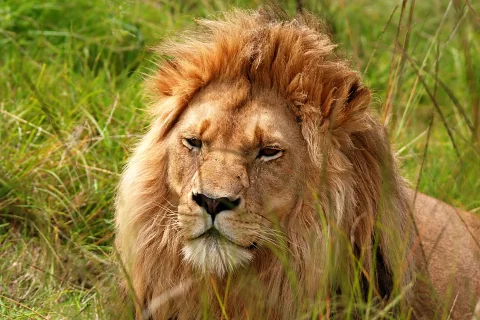 Leão macho com juba farta descansando em capim alto — cena de um safári guiado de 3 dias na Maasai Mara