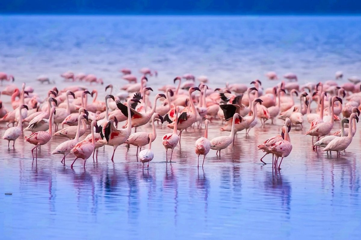 Grande colonia di fenicotteri rosa che riempie un lago poco profondo dalle acque specchiate all'alba, riflessi vividi e movimenti eleganti