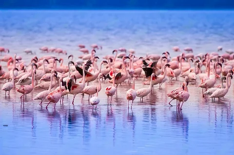 Grande colonia di fenicotteri rosa che riempie un lago poco profondo dalle acque specchiate all'alba, riflessi vividi e movimenti eleganti
