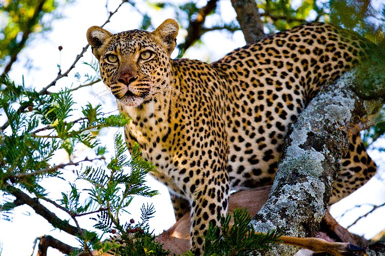 Leopardo su un albero durante il safari «Great Rift Valley Escape» di 5 giorni, primo piano di un felino maculato che scruta la chioma