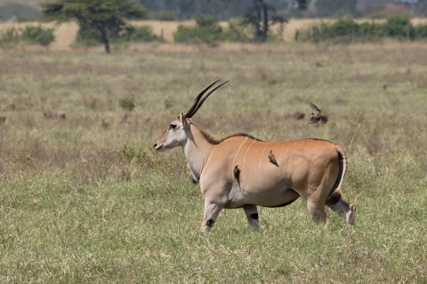 Antelope with long horns standing in open grassy savanna on a forest safari