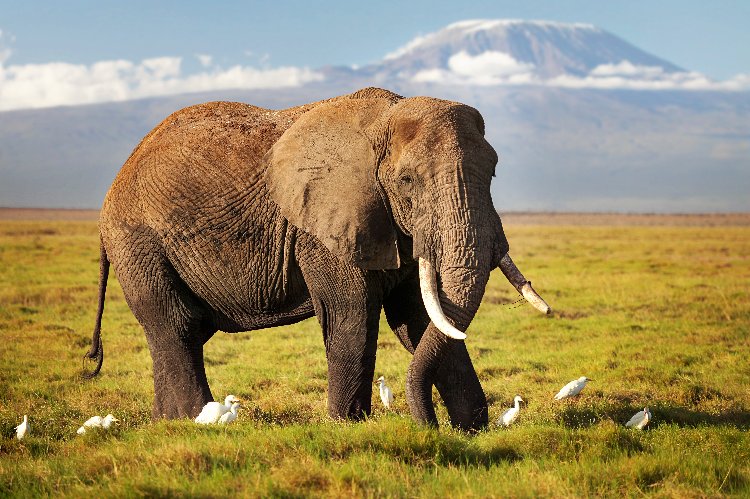 Maestoso elefante africano che pascola in una pianura erbosa, con il Monte Kilimanjaro sfocato sullo sfondo