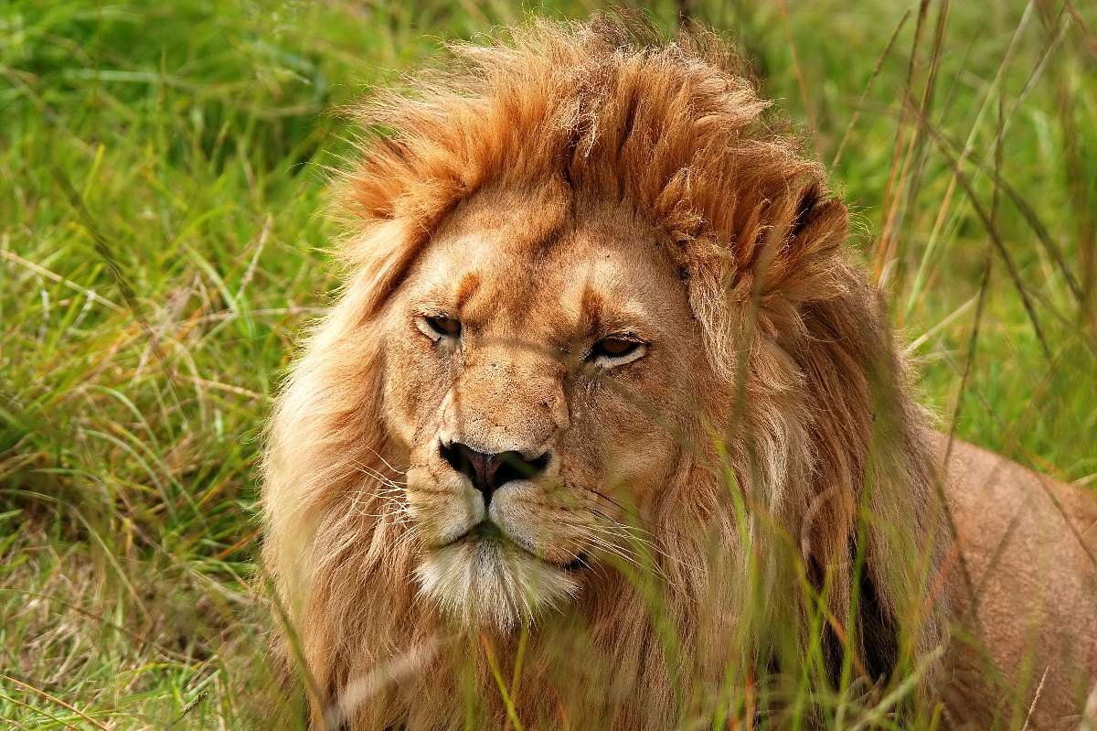 Un gruppo di zebre e di topi (antilopi) riuniti, che pascolano sotto gli alberi di acacia nella savana.